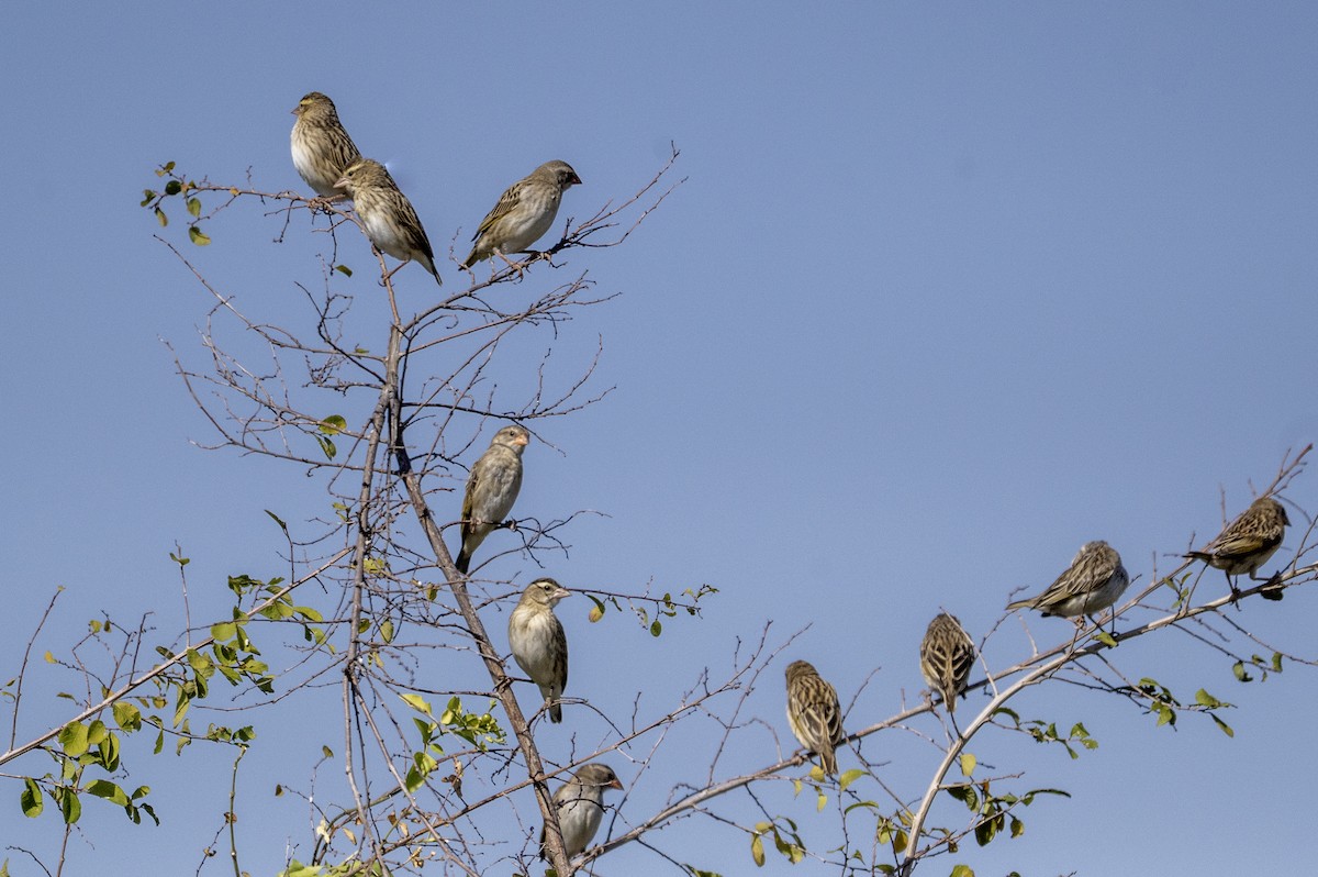 Broad-tailed Paradise-Whydah - ML640069602