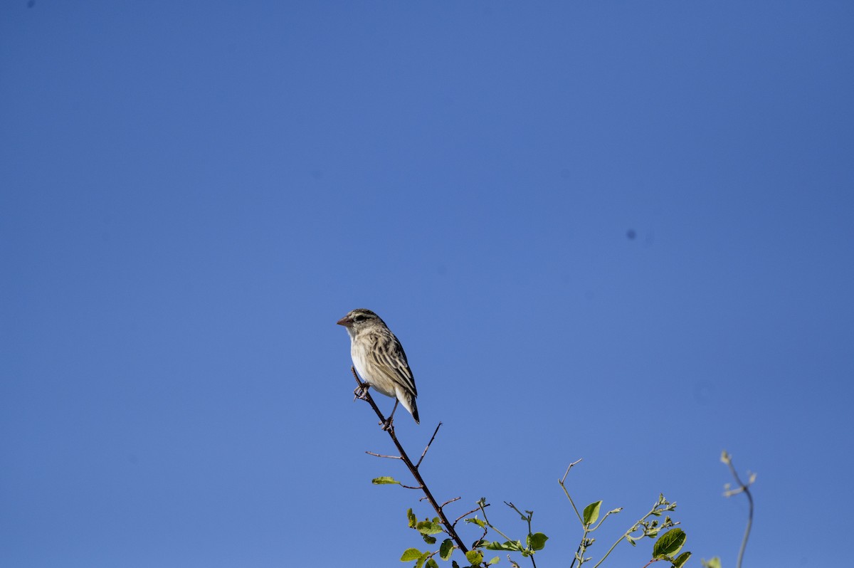 Broad-tailed Paradise-Whydah - ML640069603