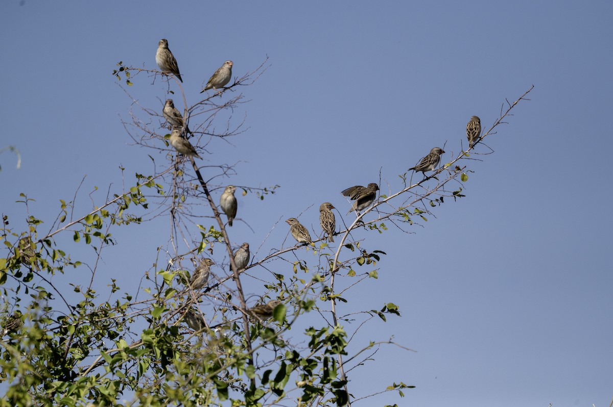 Broad-tailed Paradise-Whydah - ML640069604
