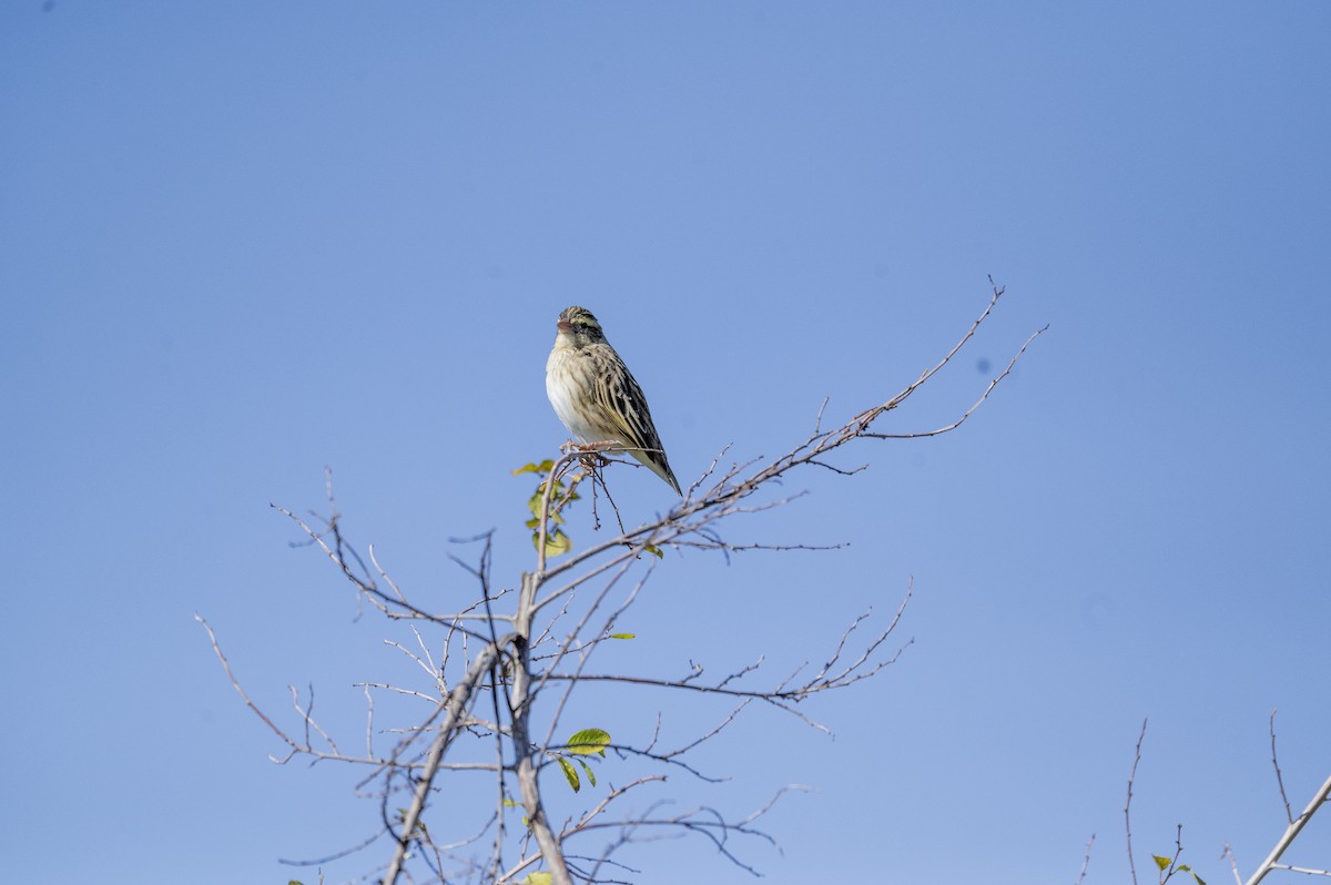 Broad-tailed Paradise-Whydah - ML640069607
