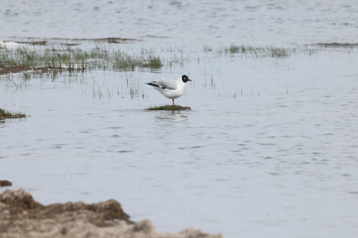 Mouette relique - ML640069650