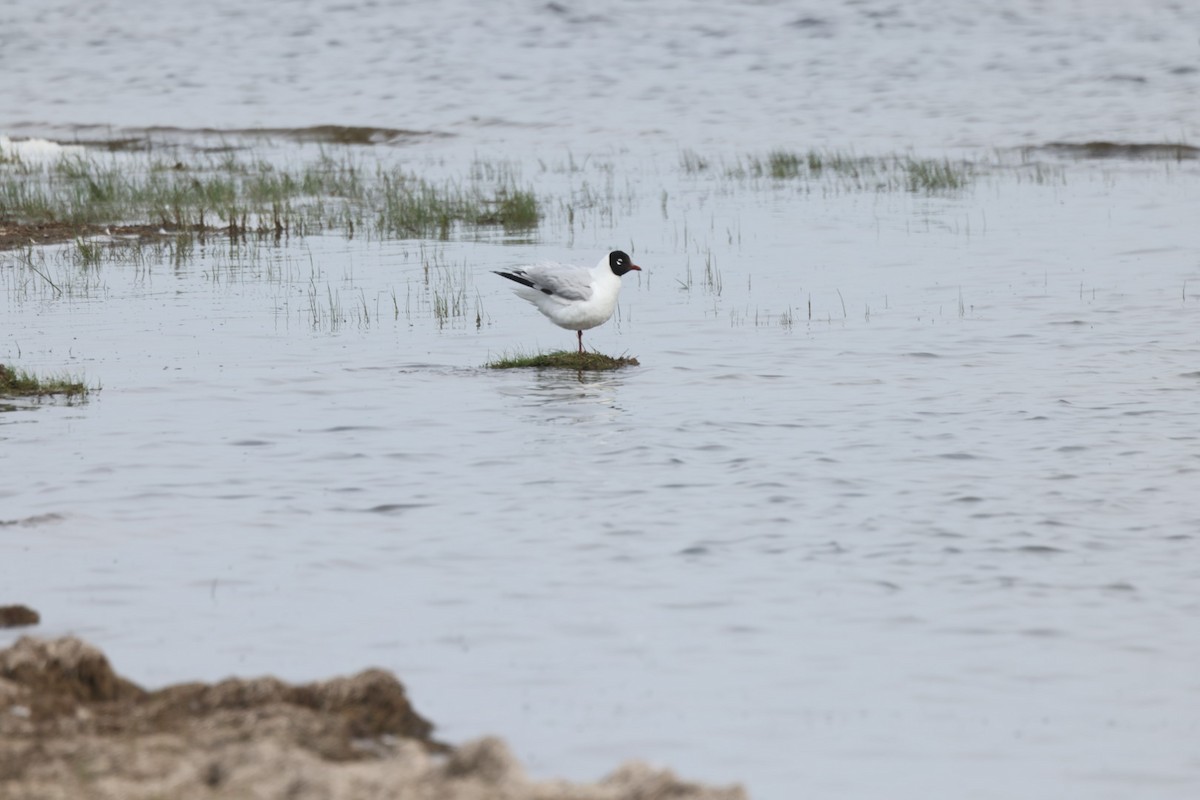 Mouette relique - ML640069651