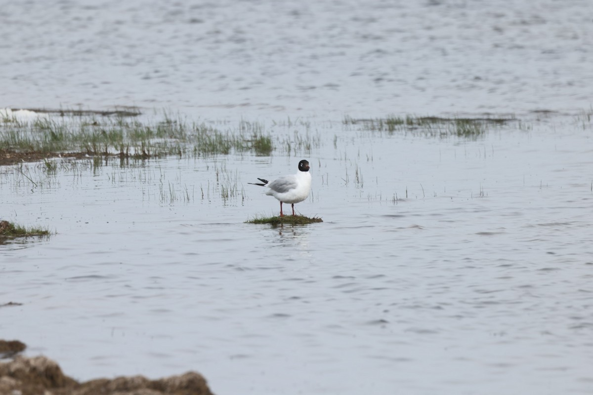 Mouette relique - ML640069652