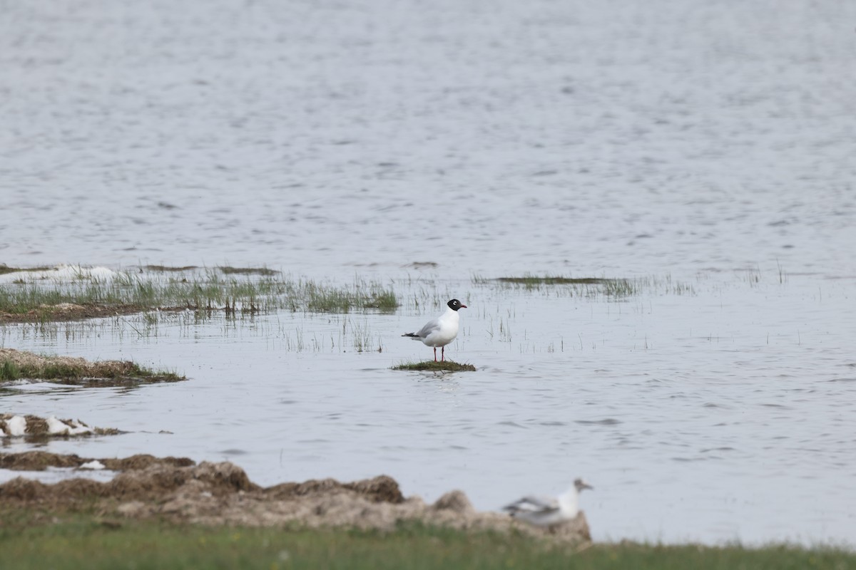 Mouette relique - ML640069654