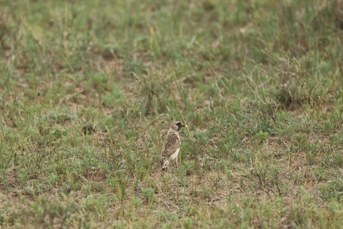 Pere David's Snowfinch - ML640069669
