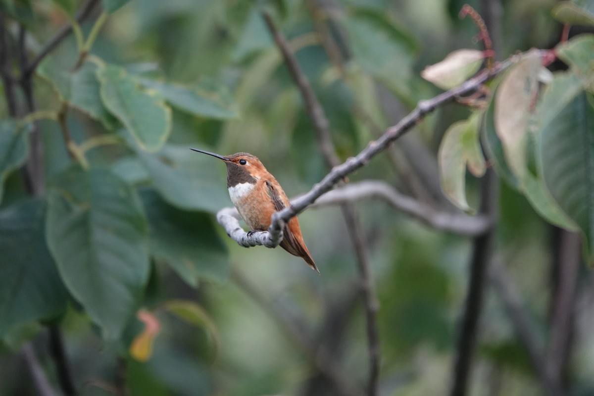 Rufous Hummingbird - ML640069705