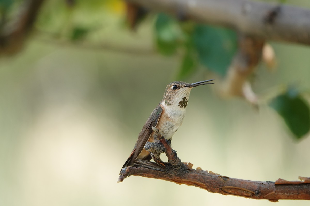 Rufous Hummingbird - ML640069715