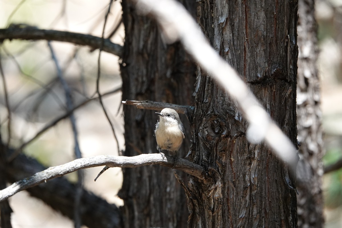 Pygmy Nuthatch - ML640069724