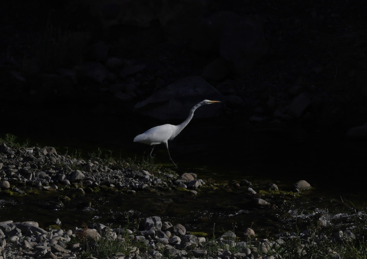 Great Egret - ML640069728