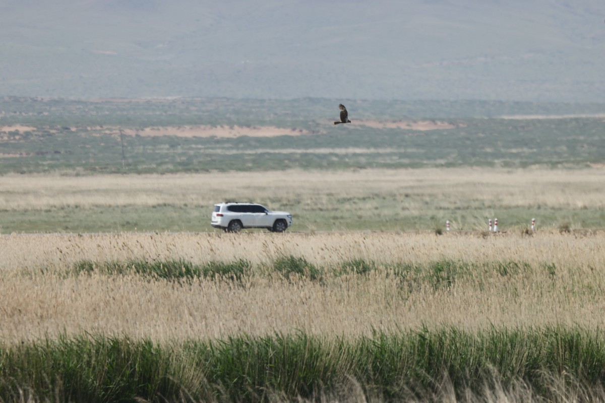 זרון סוף מזרחי - ML640069819