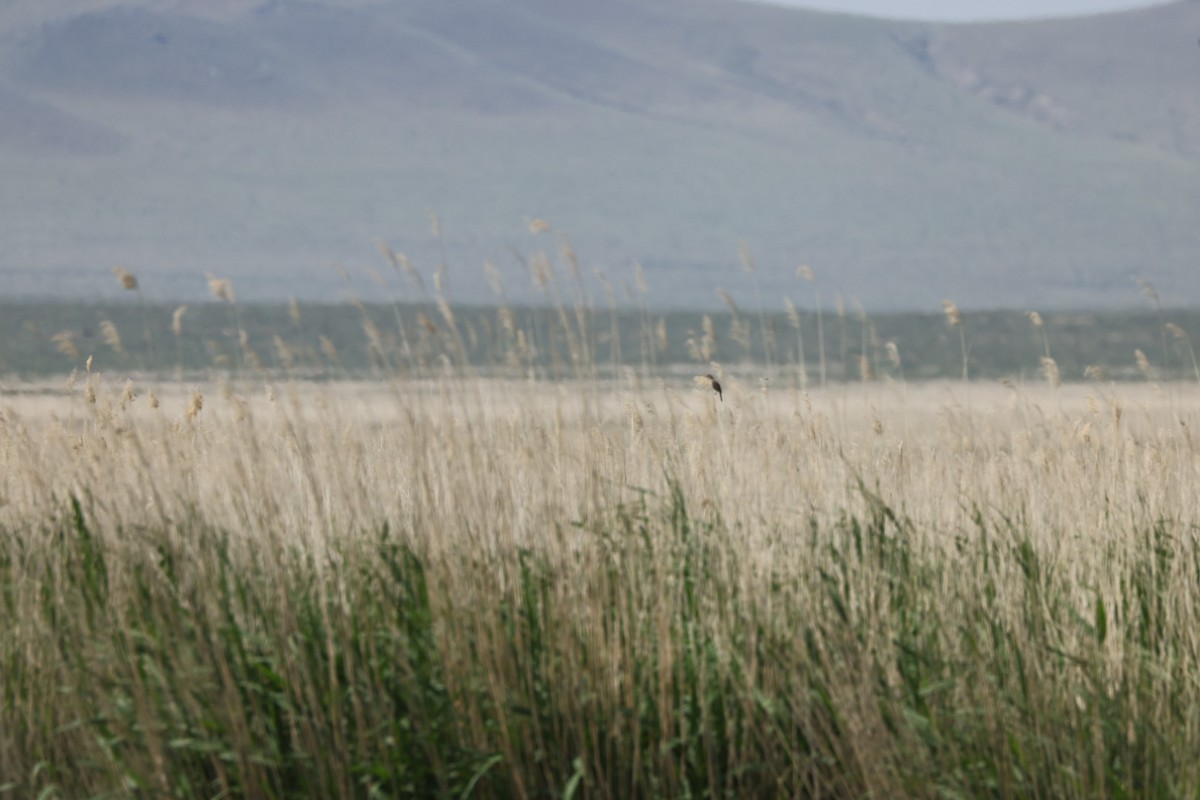 Thick-billed Warbler - ML640069824