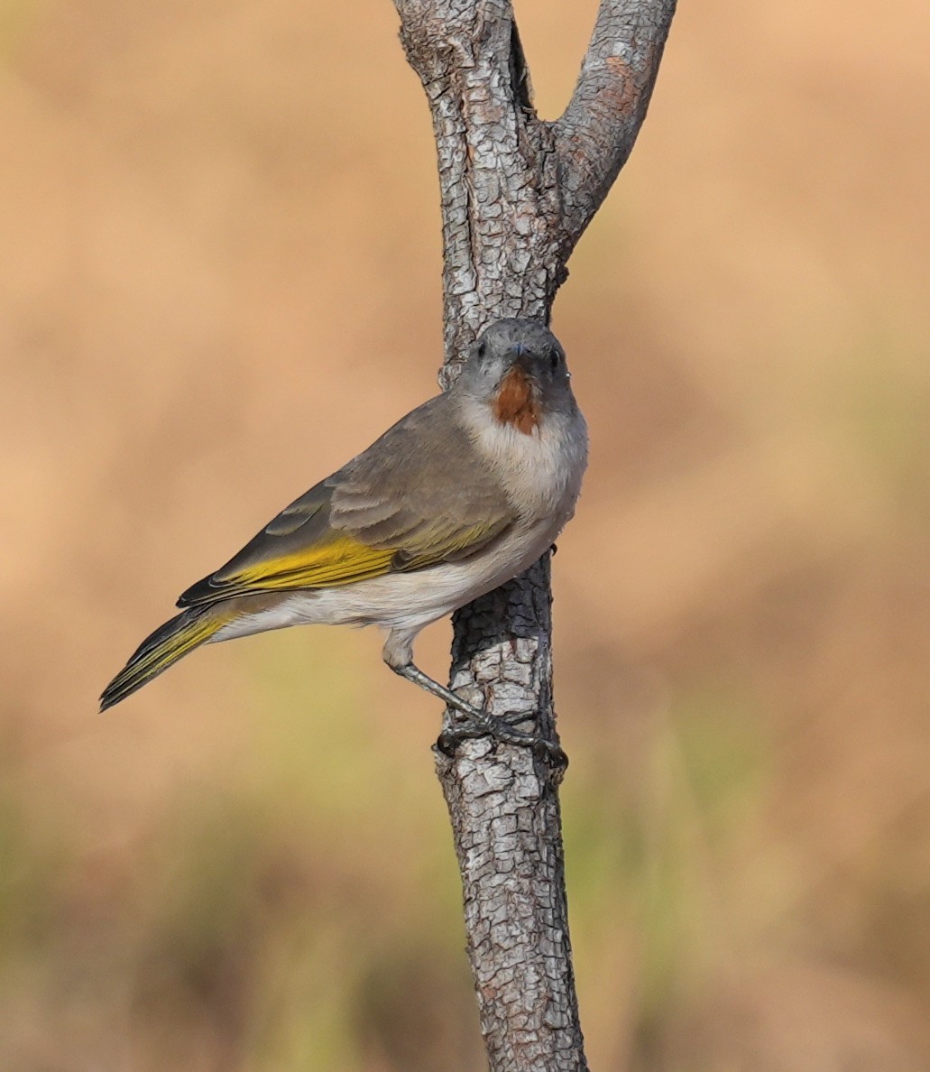 Rufous-throated Honeyeater - ML640069857