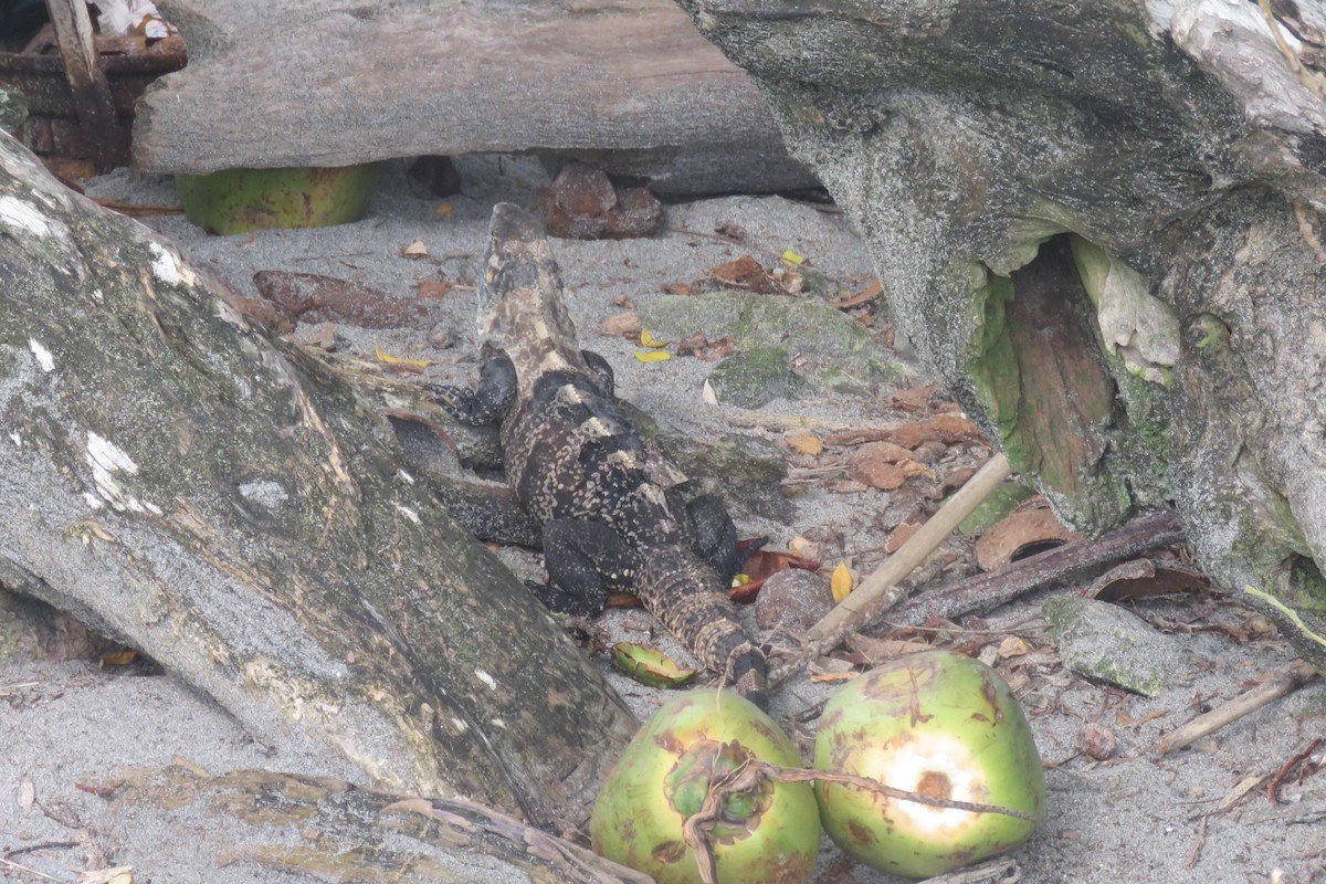 Typical Iguanas - ML640069962