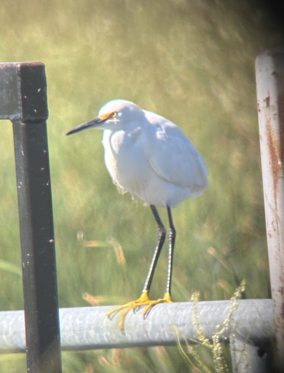 Snowy Egret - ML640069988