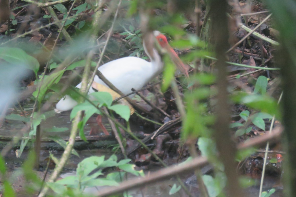 ibis bílý - ML640070006