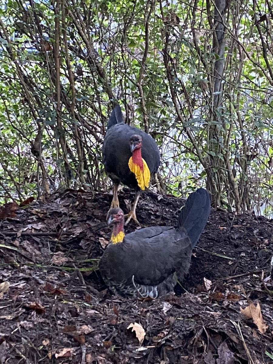 Australian Brushturkey - ML640070040