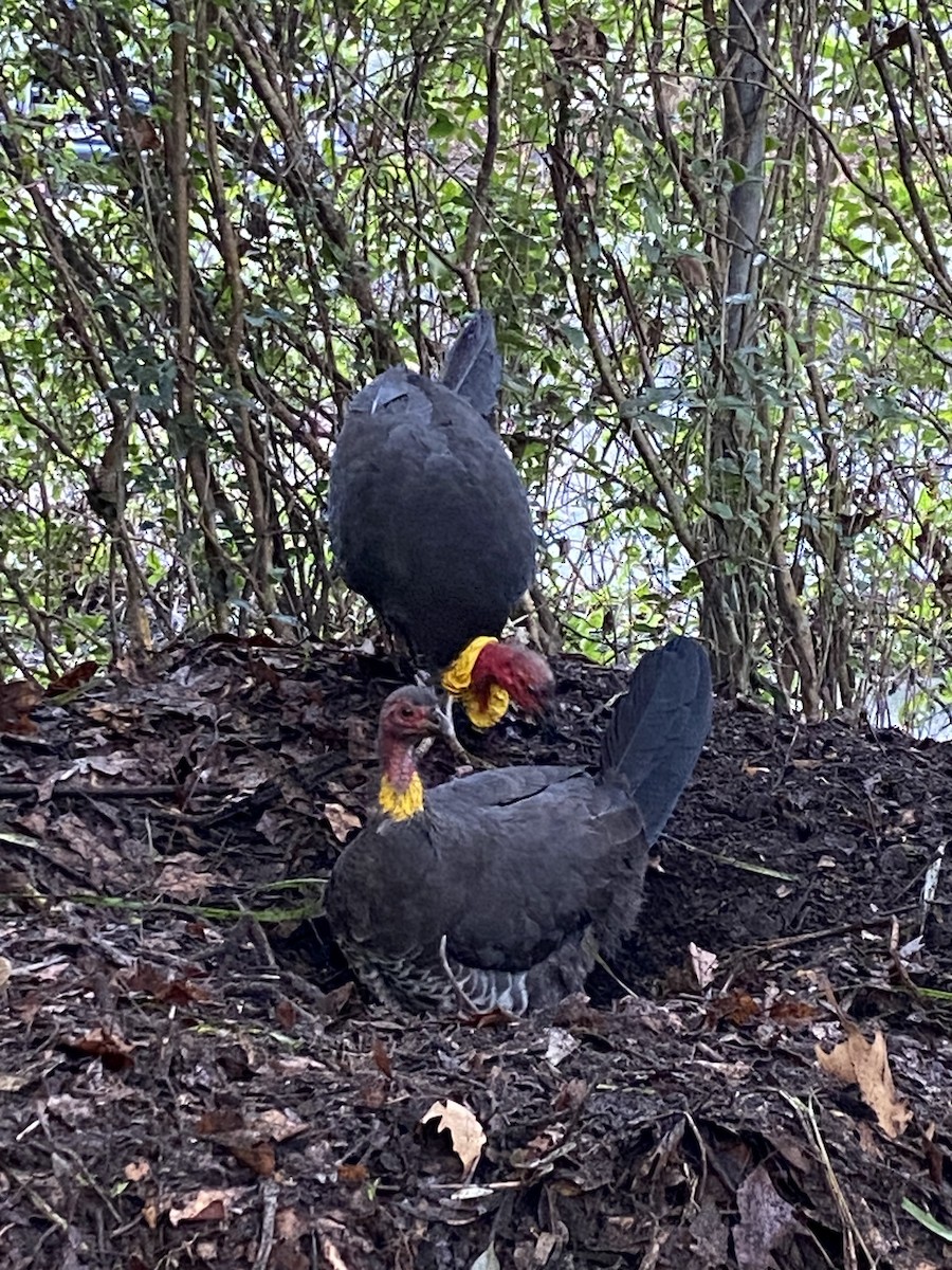 Australian Brushturkey - ML640070041
