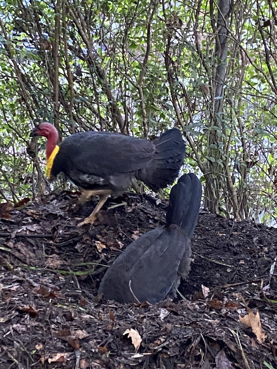 Australian Brushturkey - ML640070043