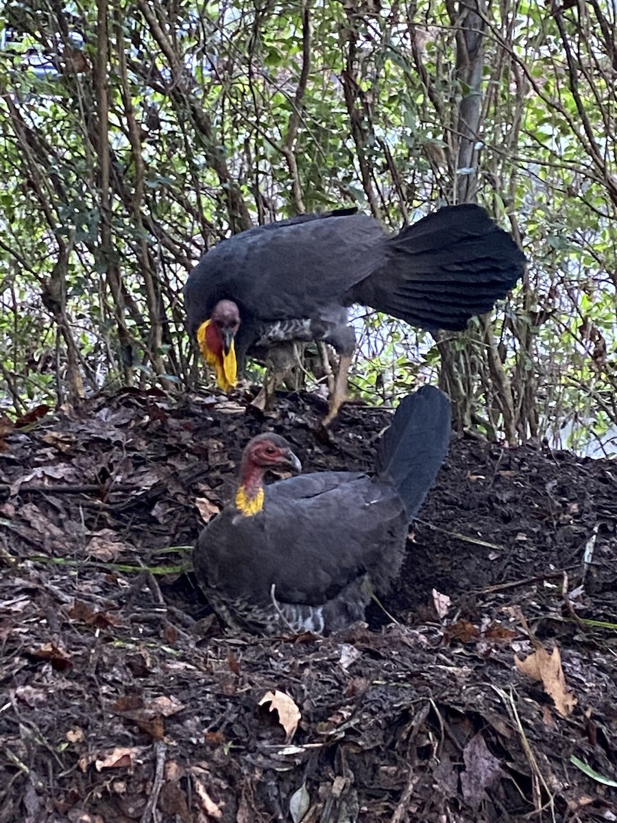 Australian Brushturkey - ML640070044