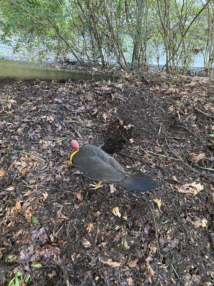 Australian Brushturkey - ML640070045