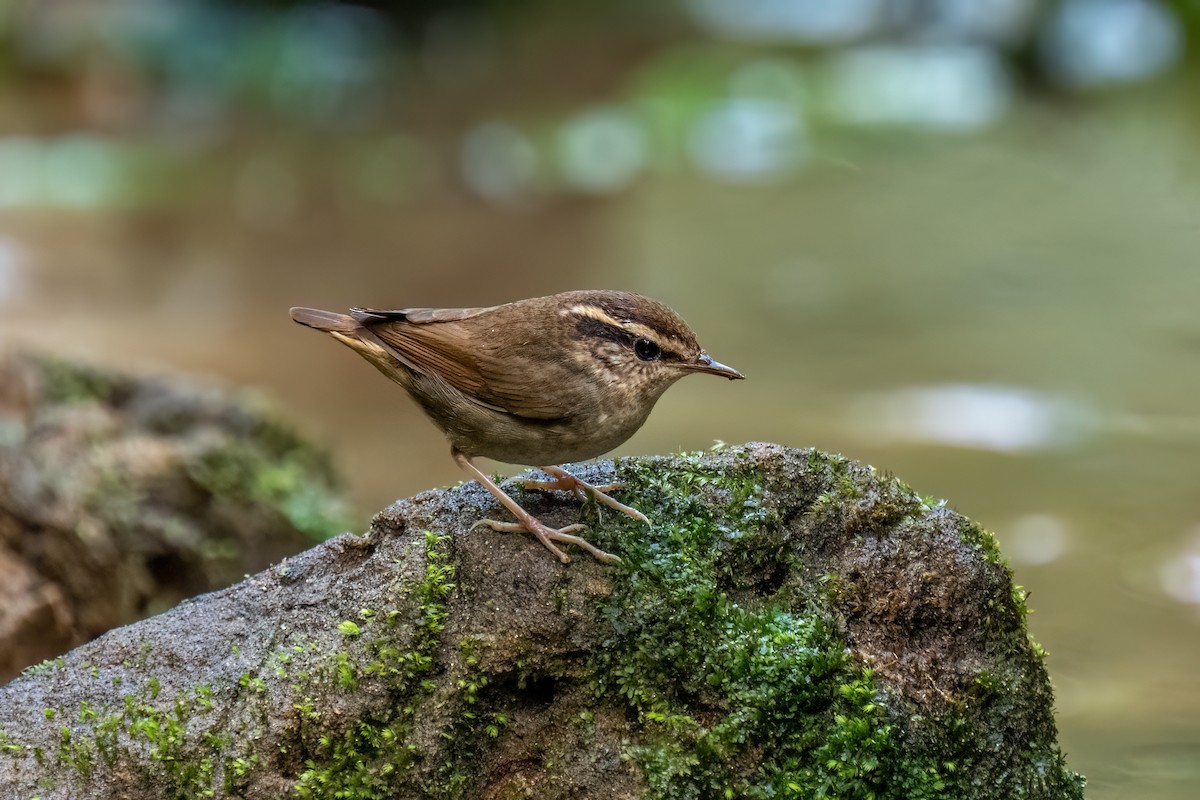 Asian Stubtail - ML640070076