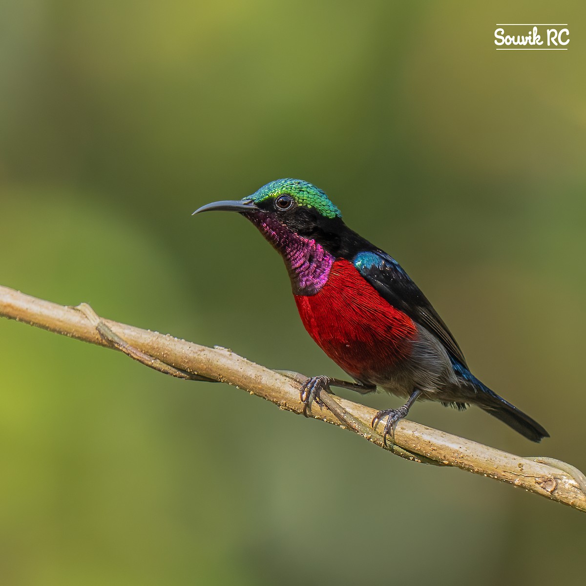 Blauglanz-Nektarvogel - ML640070090