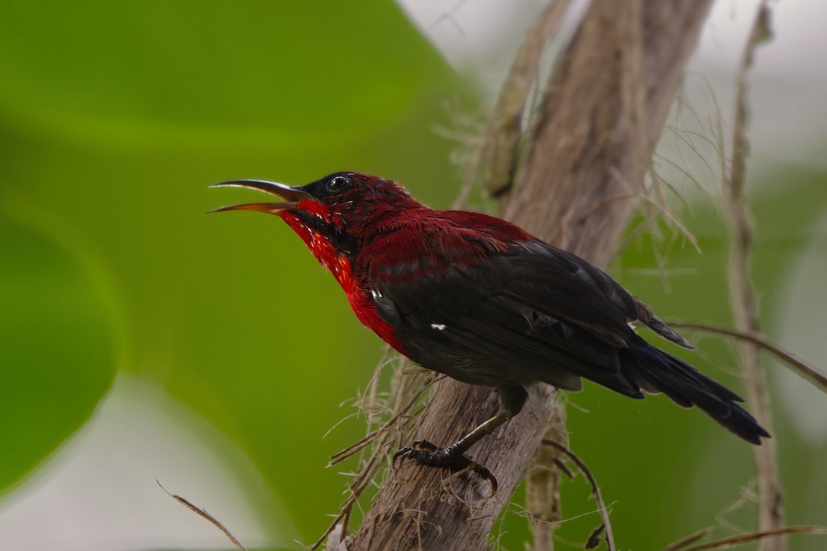 Crimson Sunbird - ML640070164