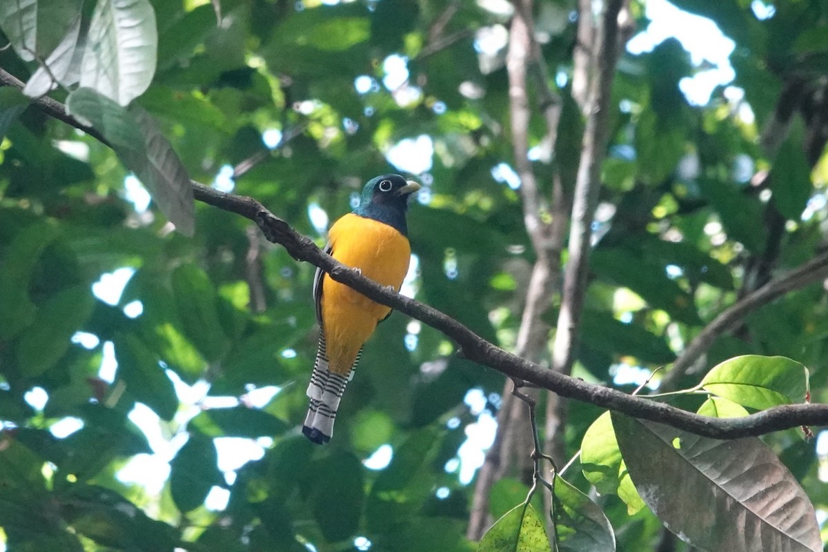 Amazonian Black-throated Trogon - ML640070181