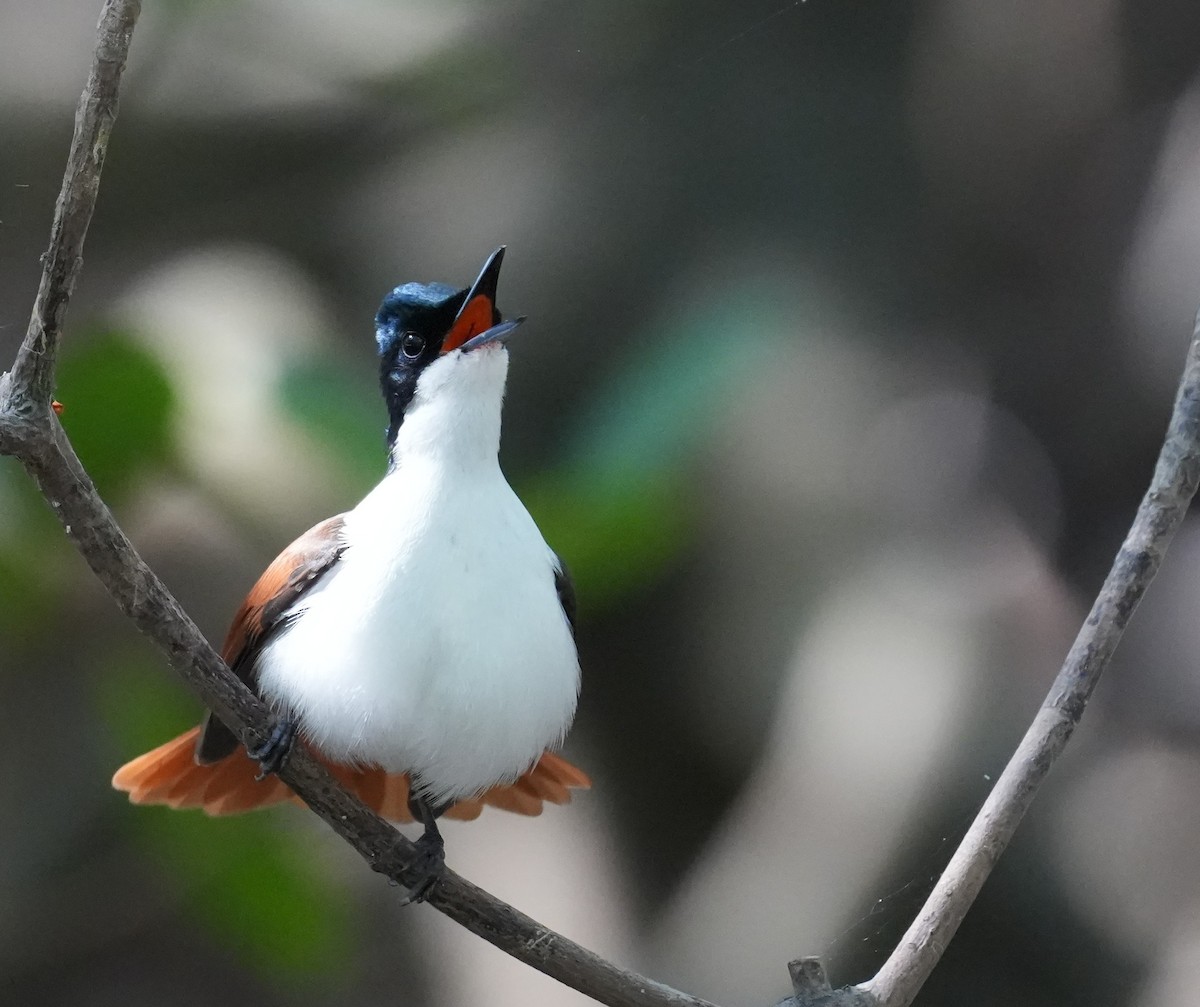 Shining Flycatcher - ML640070183