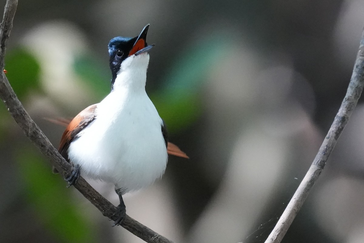 Shining Flycatcher - ML640070184