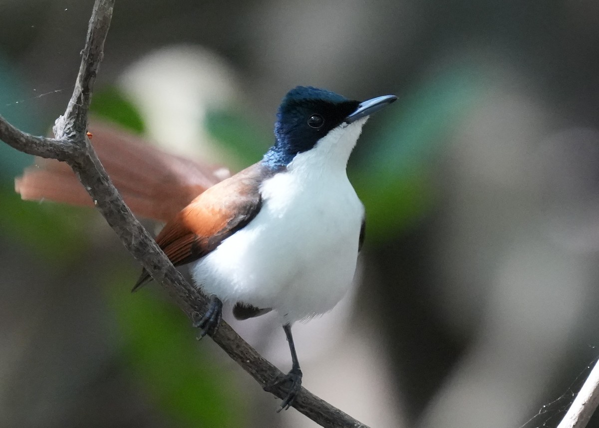 Shining Flycatcher - ML640070185