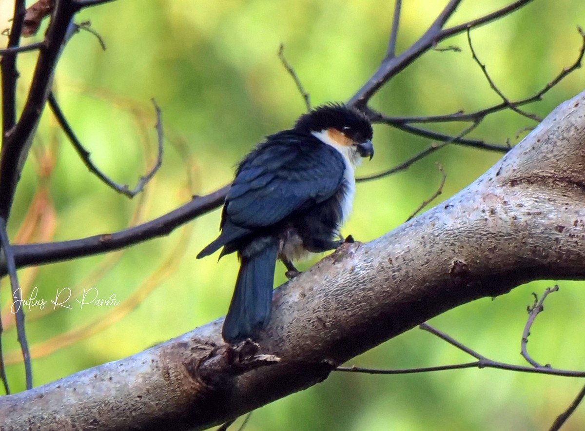 Philippine Falconet - ML640070191
