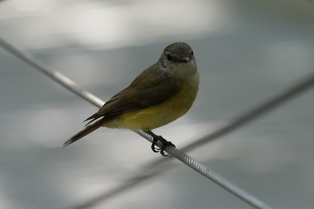 Lemon-bellied Flyrobin - ML640070193
