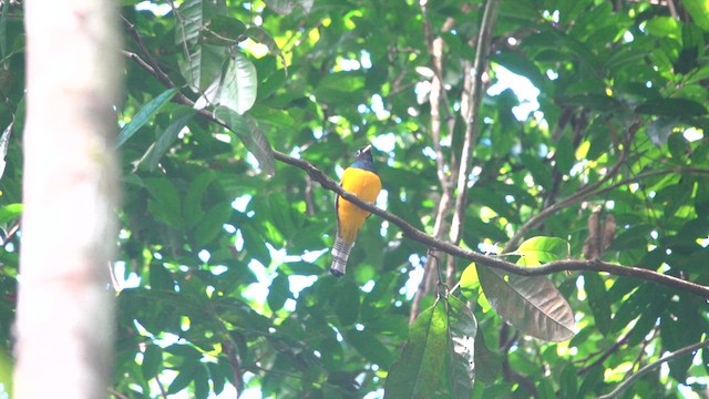 Amazonian Black-throated Trogon - ML640070205
