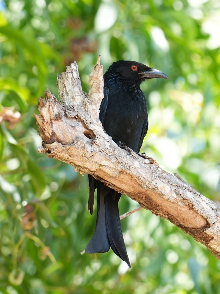 Spangled Drongo - ML640070213