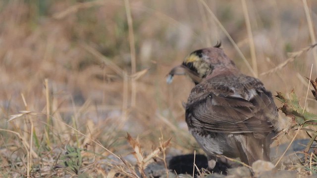 Horned Lark - ML640070226