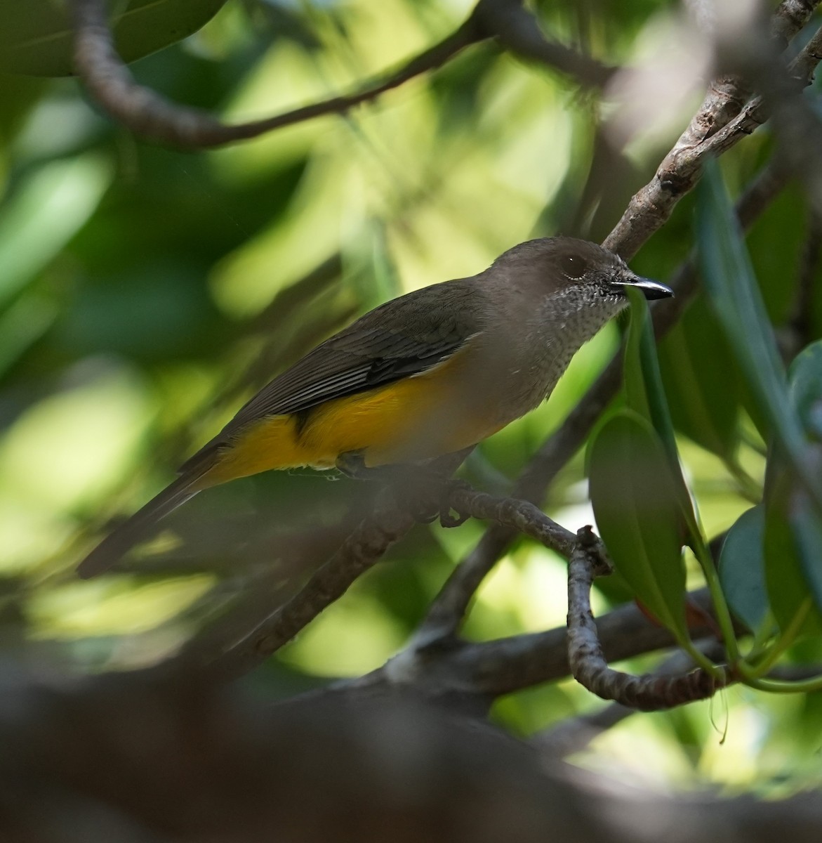 Black-tailed Whistler - ML640070229