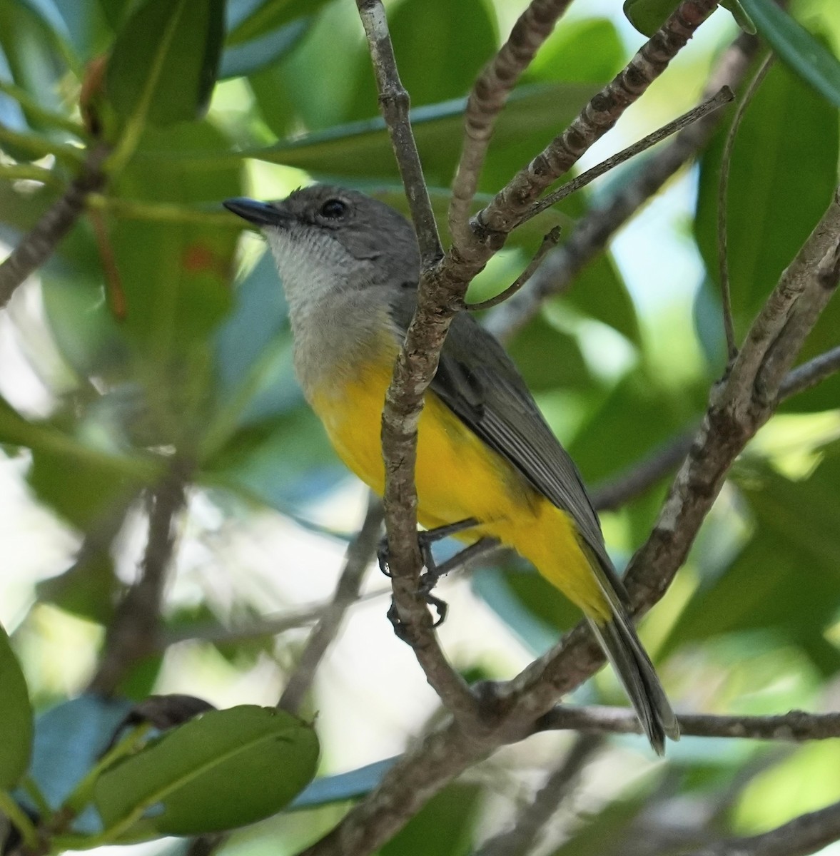 Black-tailed Whistler - ML640070230