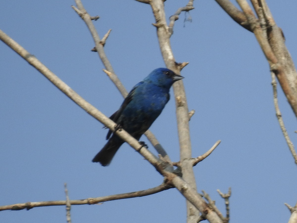 Indigo Bunting - ML640070253