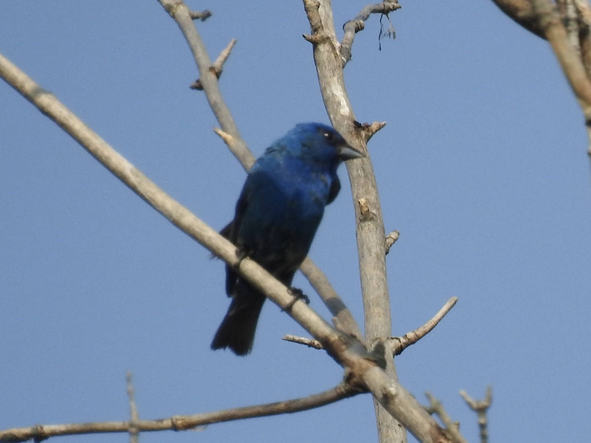 Indigo Bunting - ML640070254