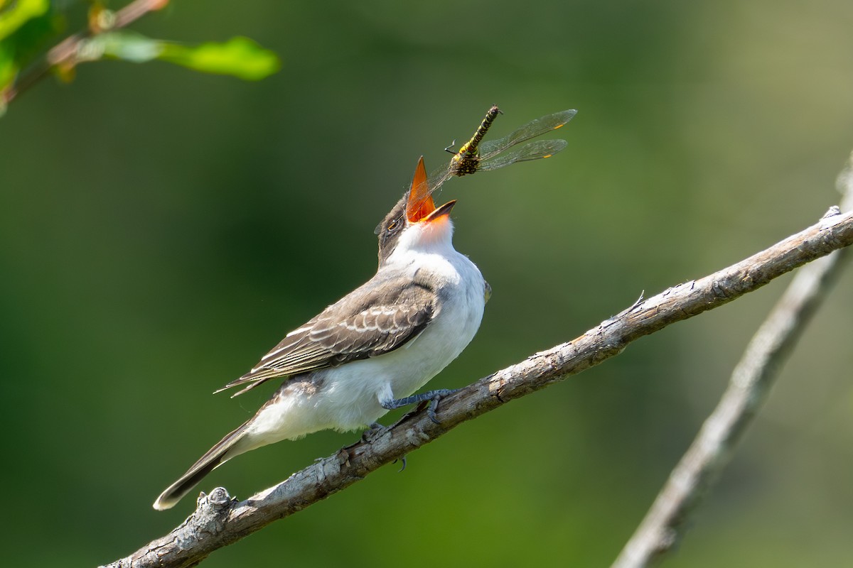Eastern Kingbird - ML640070267