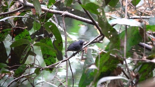 Black-chinned Antbird - ML640070276