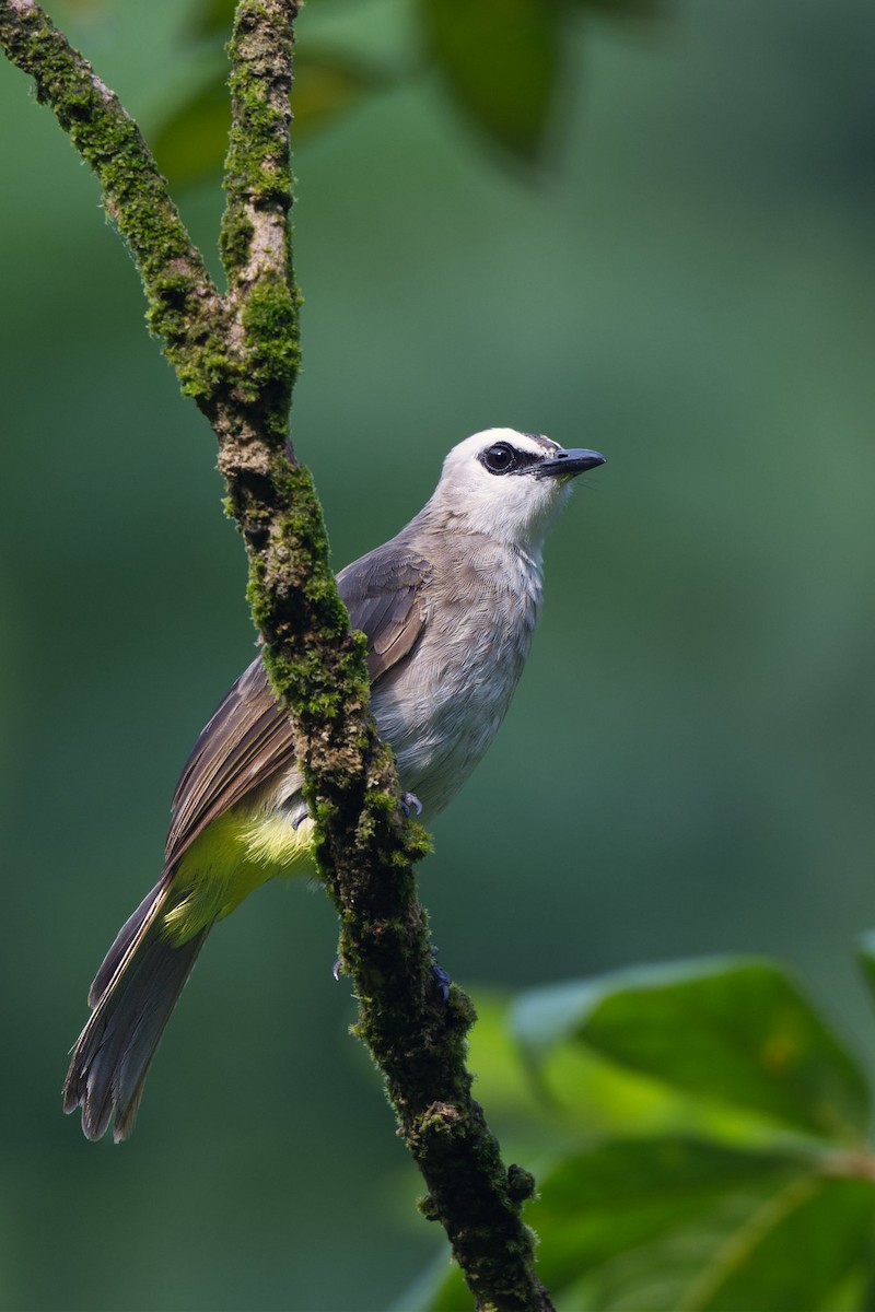 Yellow-vented Bulbul - ML640070318