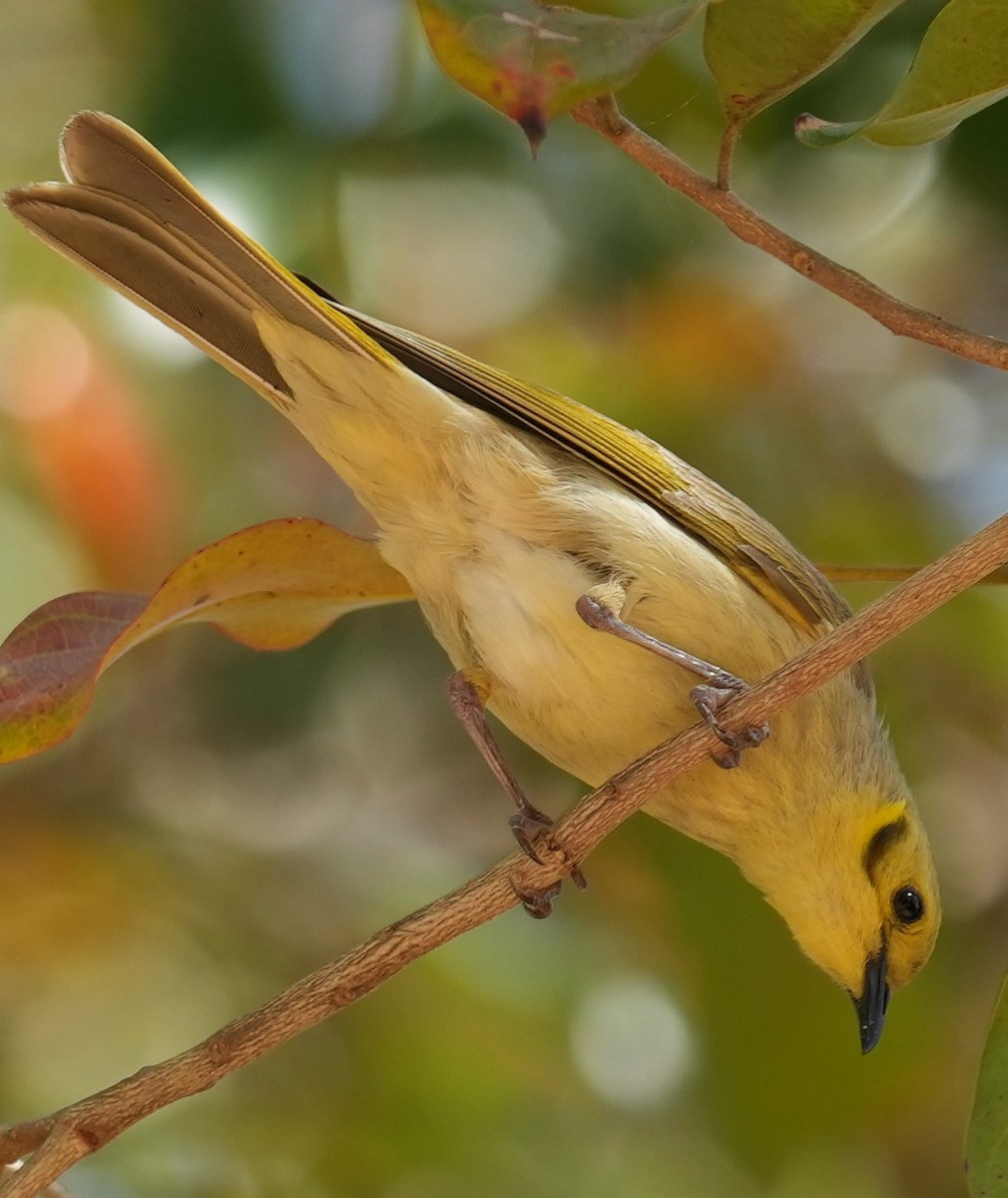 Yellow-tinted Honeyeater - ML640070339