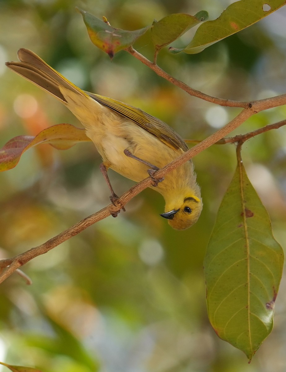 Yellow-tinted Honeyeater - ML640070340