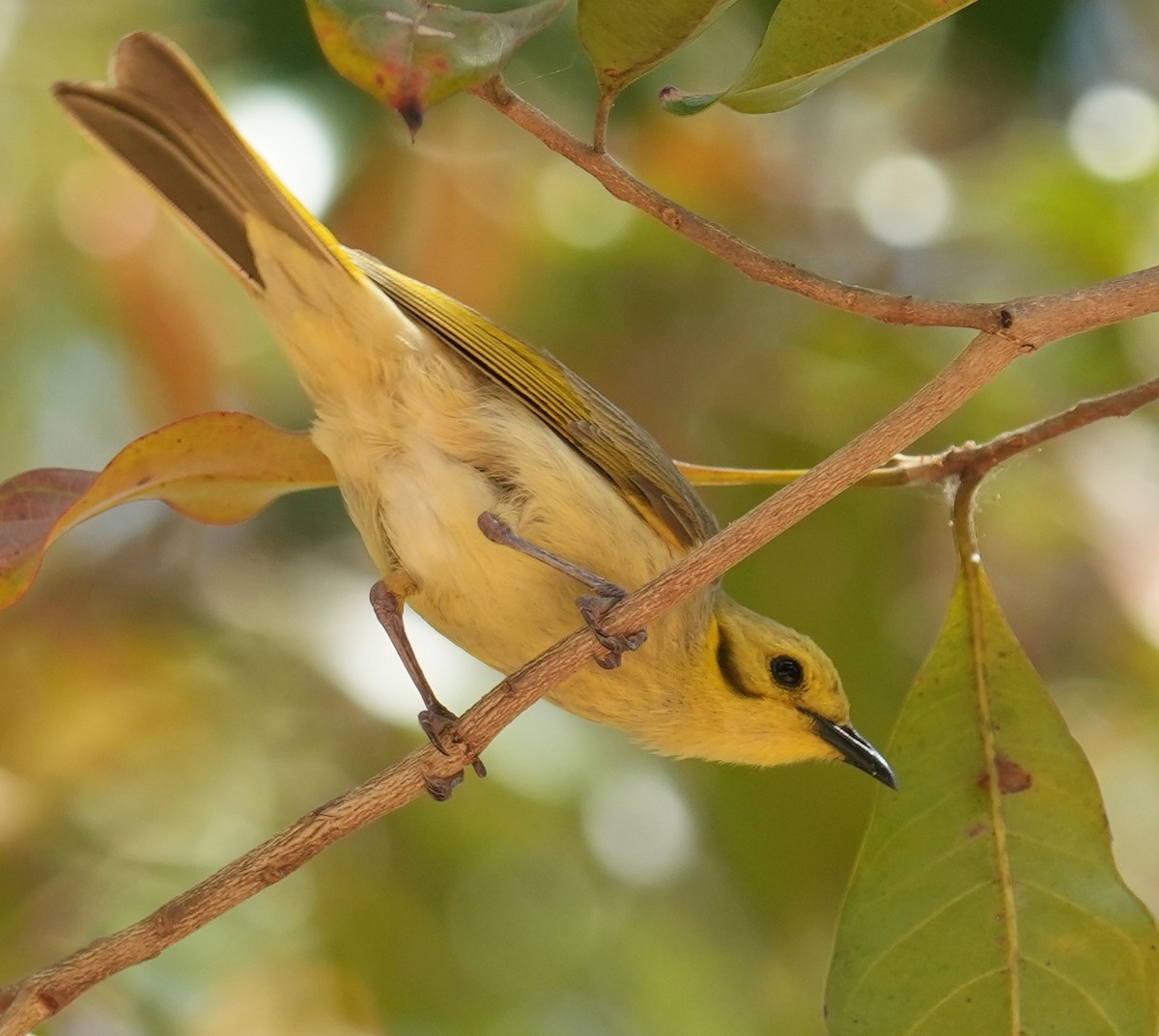 Yellow-tinted Honeyeater - ML640070341