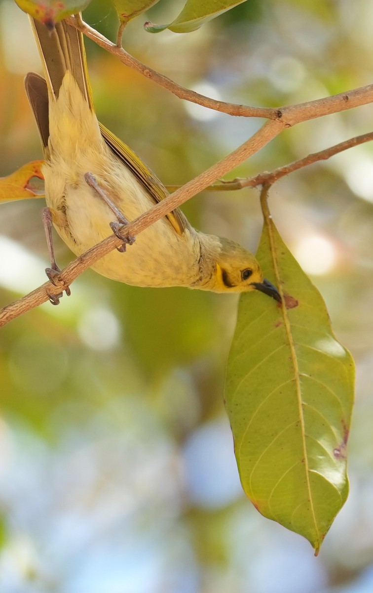 Yellow-tinted Honeyeater - ML640070342