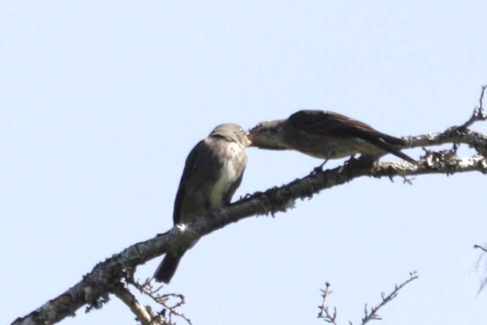 Olive-sided Flycatcher - ML640070387