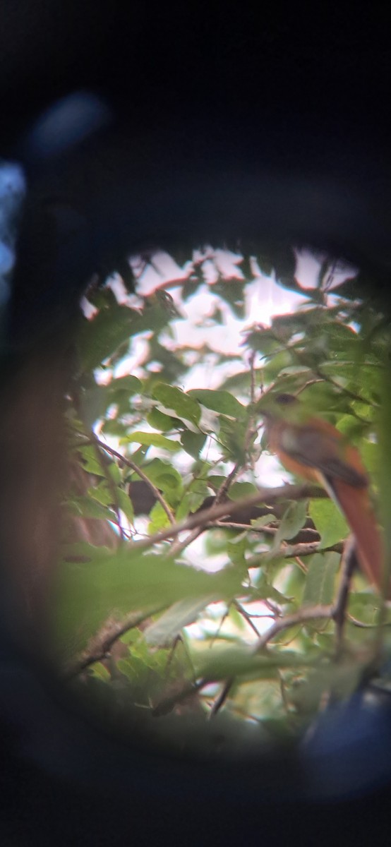 Trogon de Malabar - ML640070389