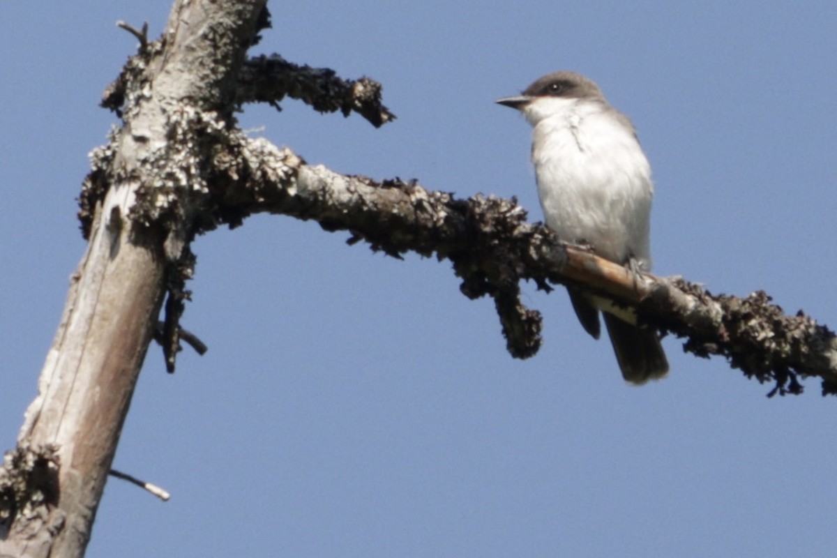 Eastern Kingbird - ML640070393